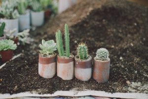 Tips merawat kaktus