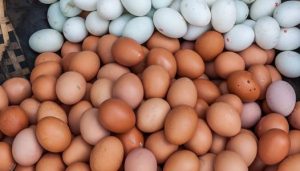 telur bebek dan telur ayam